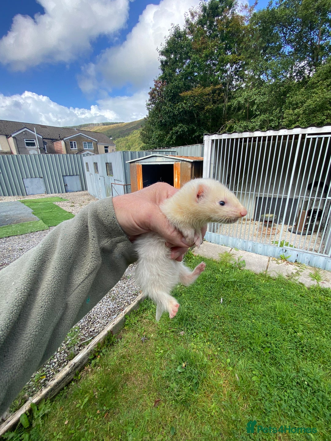 Ferret rodents for sale: Ferrets for sale - Image 1