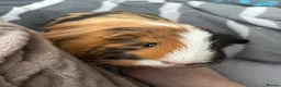 Guinea Pig rodents for sale: 2 Male Guinea pigs - Advert 6