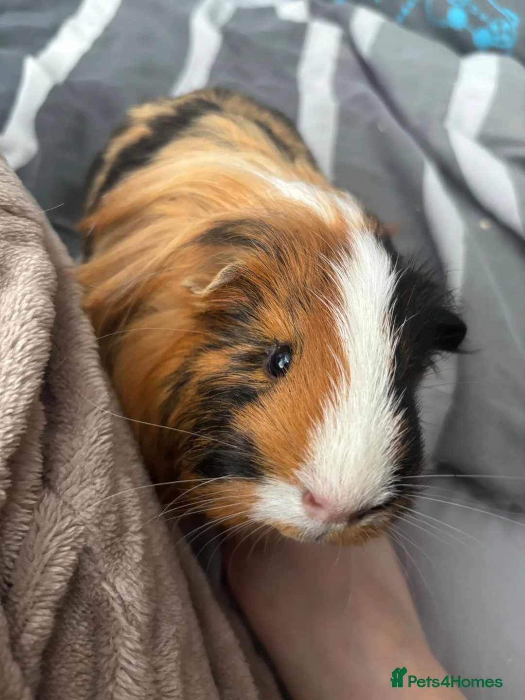 Guinea Pig rodents for sale: 2 Male Guinea pigs - Advert 6