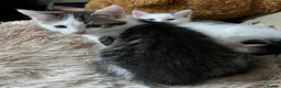 Mixed Breed cats for sale: 6 Lovely Kittens for sale  - Advert 22