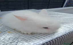 Lionhead rabbits for sale: lionhead bunnies  - Image 12