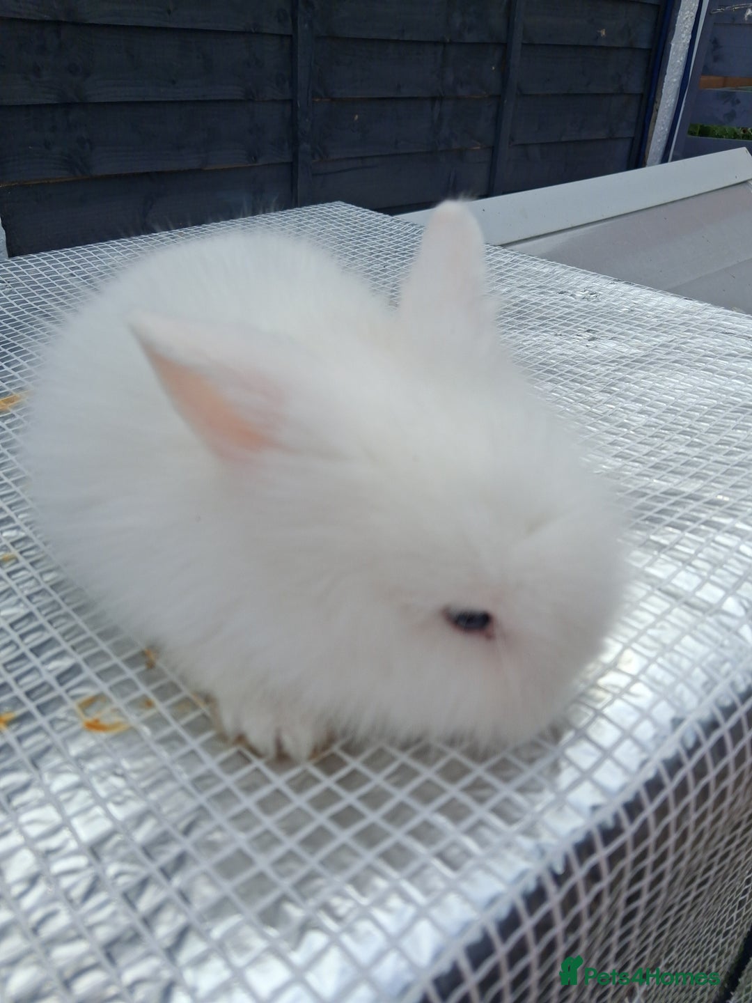 Lionhead rabbits for sale: lionhead bunnies  - Image 12
