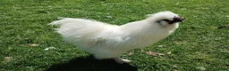 Chickens poultry for sale: Silkie and Black Copper Marans chicks and hens - Advert 12