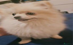 Pomeranian dogs for sale: Beautiful  ** -Size Pomeranian Girl - Image 16