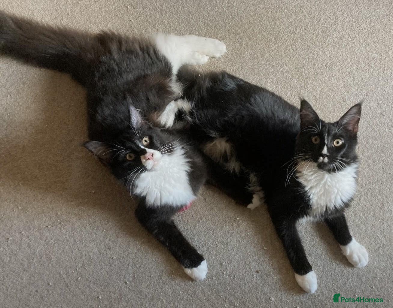 Maine Coon cats Much-Loved Tuxedo Maine Coons Seeking New Homes - Advert 2