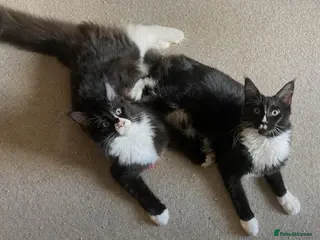 Maine Coon cats Much-Loved Tuxedo Maine Coons Seeking New Homes - Advert 2