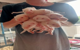 Ferret rodents for sale: 7 baby ferrets  - Image 3