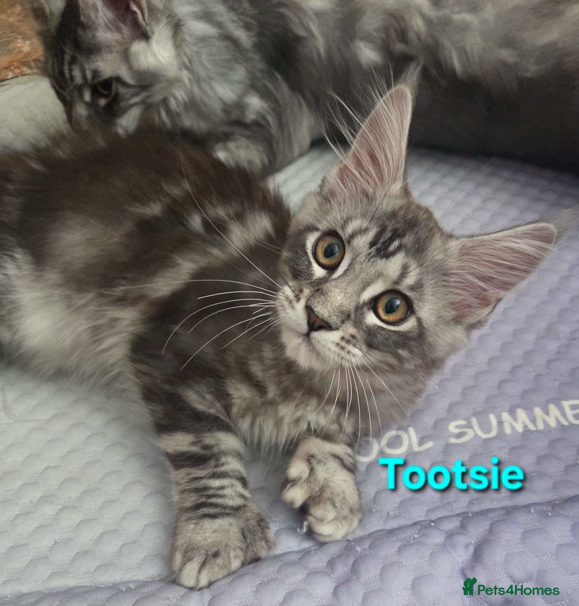 Maine Coon cats Tica reg maine coon. Poly. - Advert 13