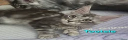 Maine Coon cats for sale: Tica reg maine coon. Poly. - Advert 1