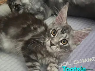 Maine Coon cats Tica reg maine coon. Poly. - Advert 6