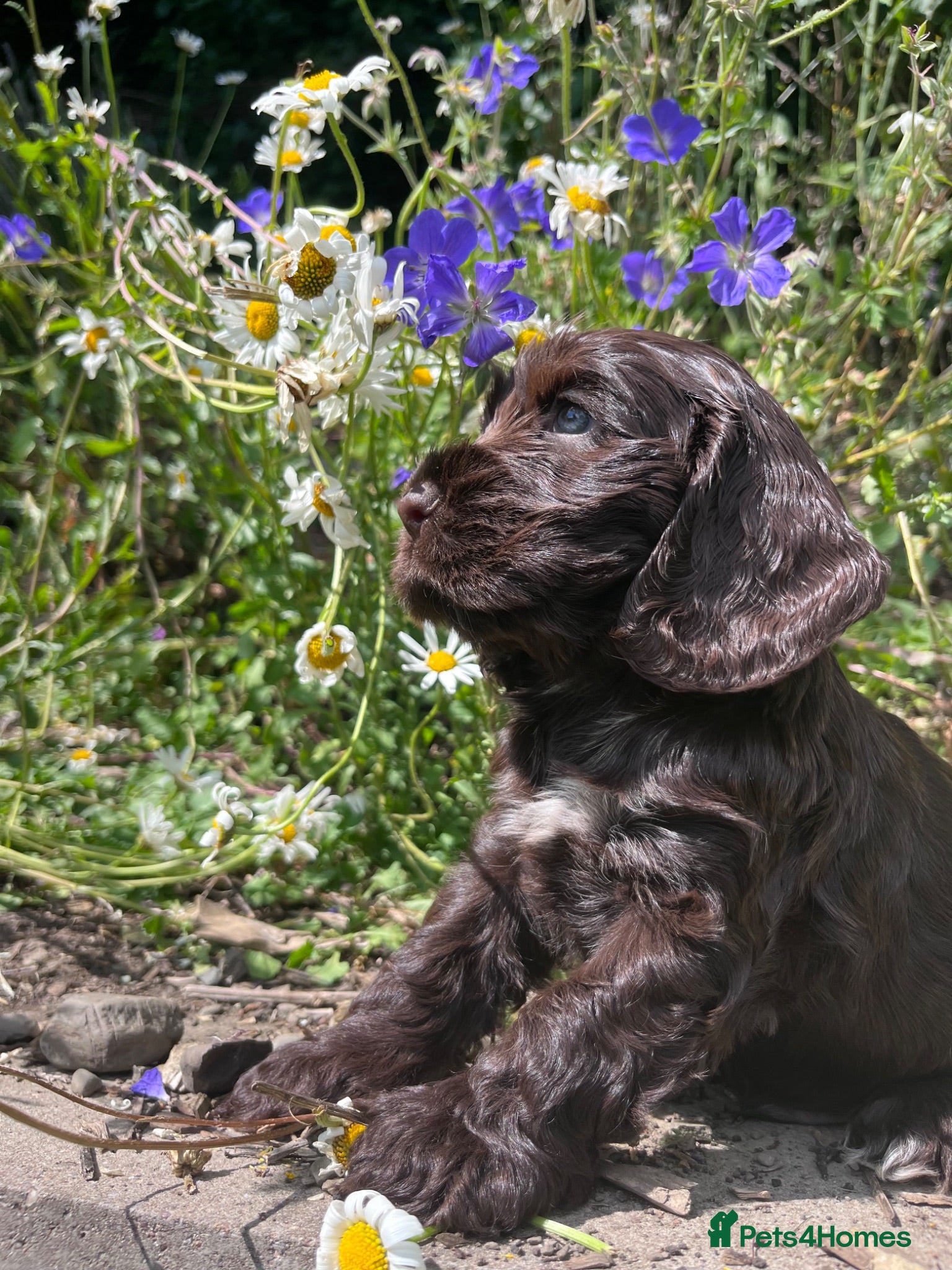 Cocker Spaniel dogs Outstanding health tested KC show cocker puppies - Advert 2