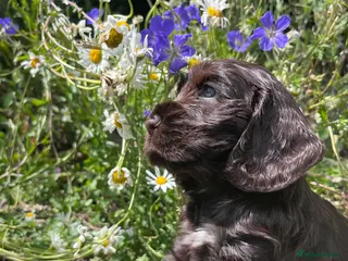Cocker Spaniel dogs Outstanding health tested KC show cocker puppies - Advert 4