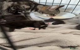 Mixed Breed cats for sale: 2 beautiful female cats **one being half ragdoll** - Image 11