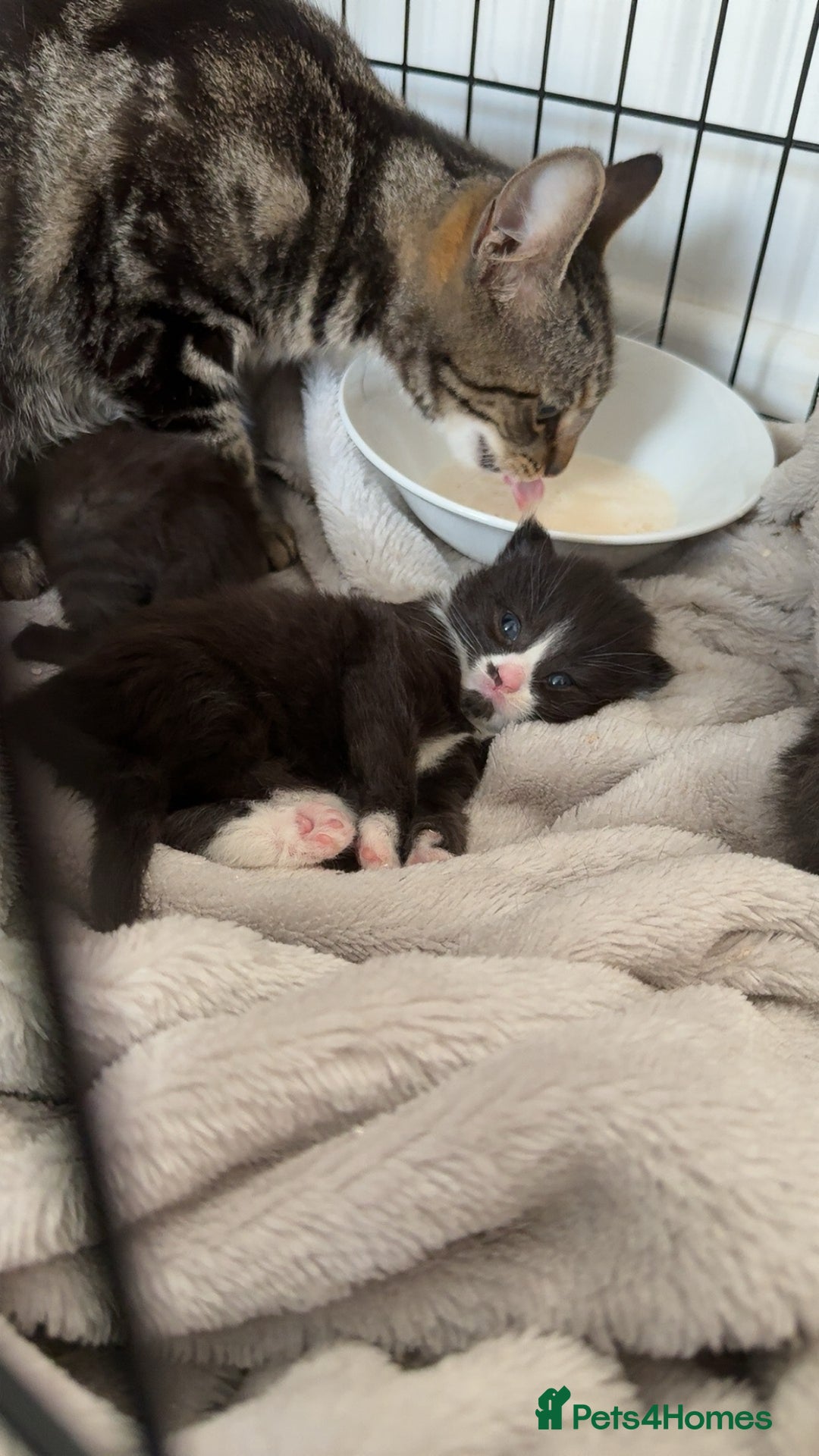 Mixed Breed cats for sale: 2 beautiful female cats **one being half ragdoll** - Image 11