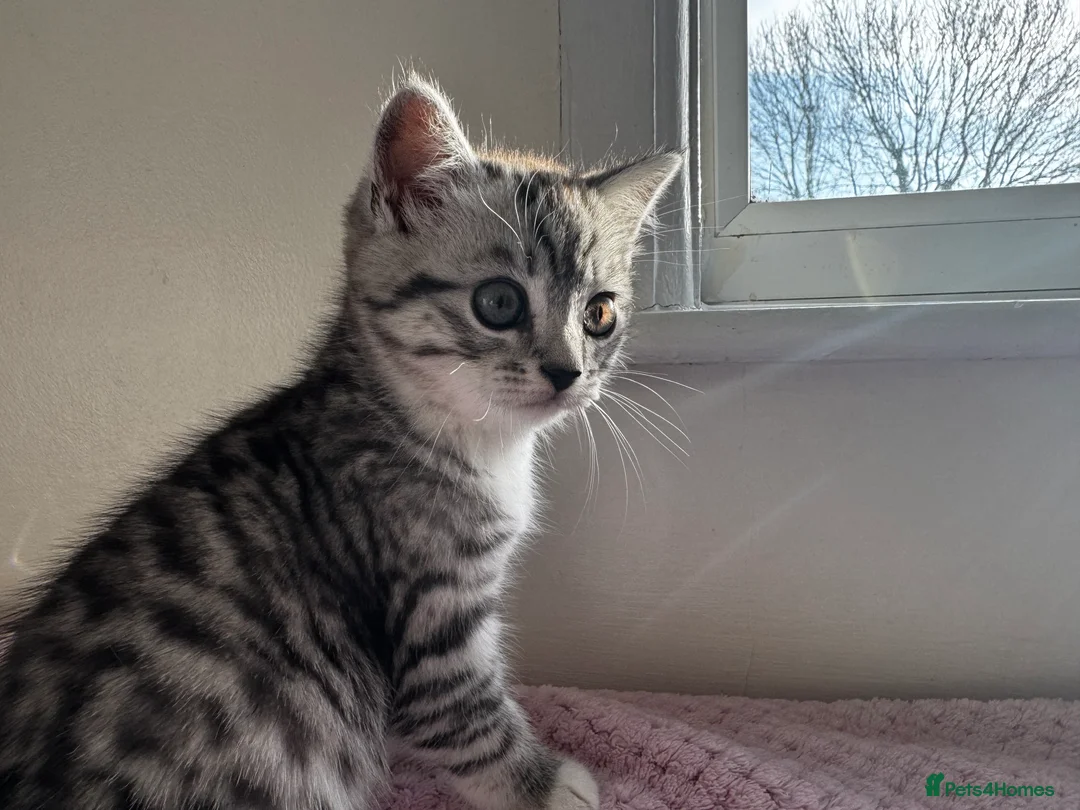 British Shorthair cats for sale: Kittens British Shorthair  - Advert 5
