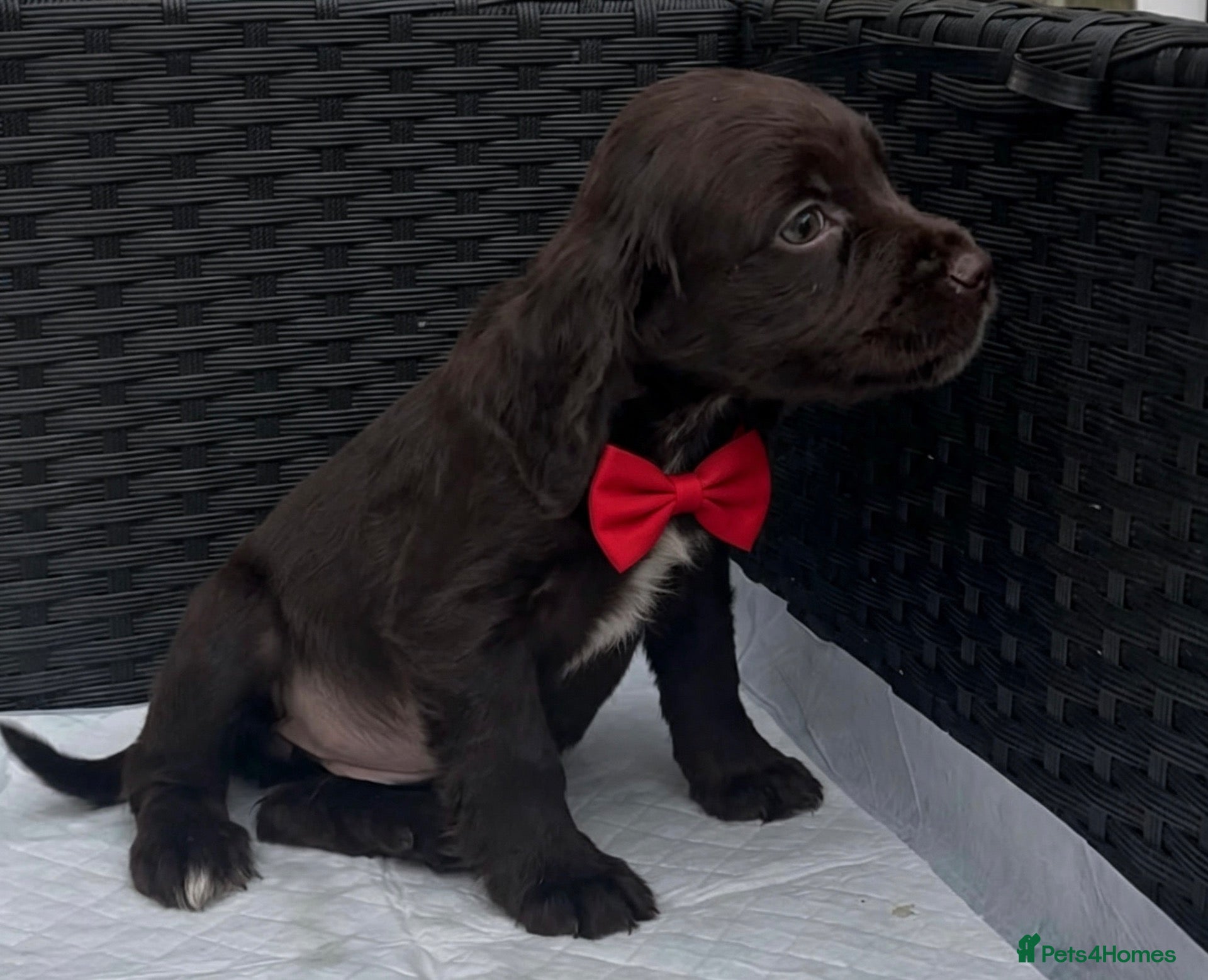 Cocker Spaniel dogs Cocker spaniel puppies for sale  - Advert 16