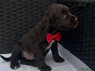 Cocker Spaniel dogs Cocker spaniel puppies for sale - Advert 16