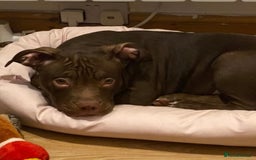American Bully dogs for sale: Pocket bullies puppies for sale - Image 1