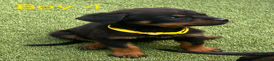 Rottweiler Puppy 4
