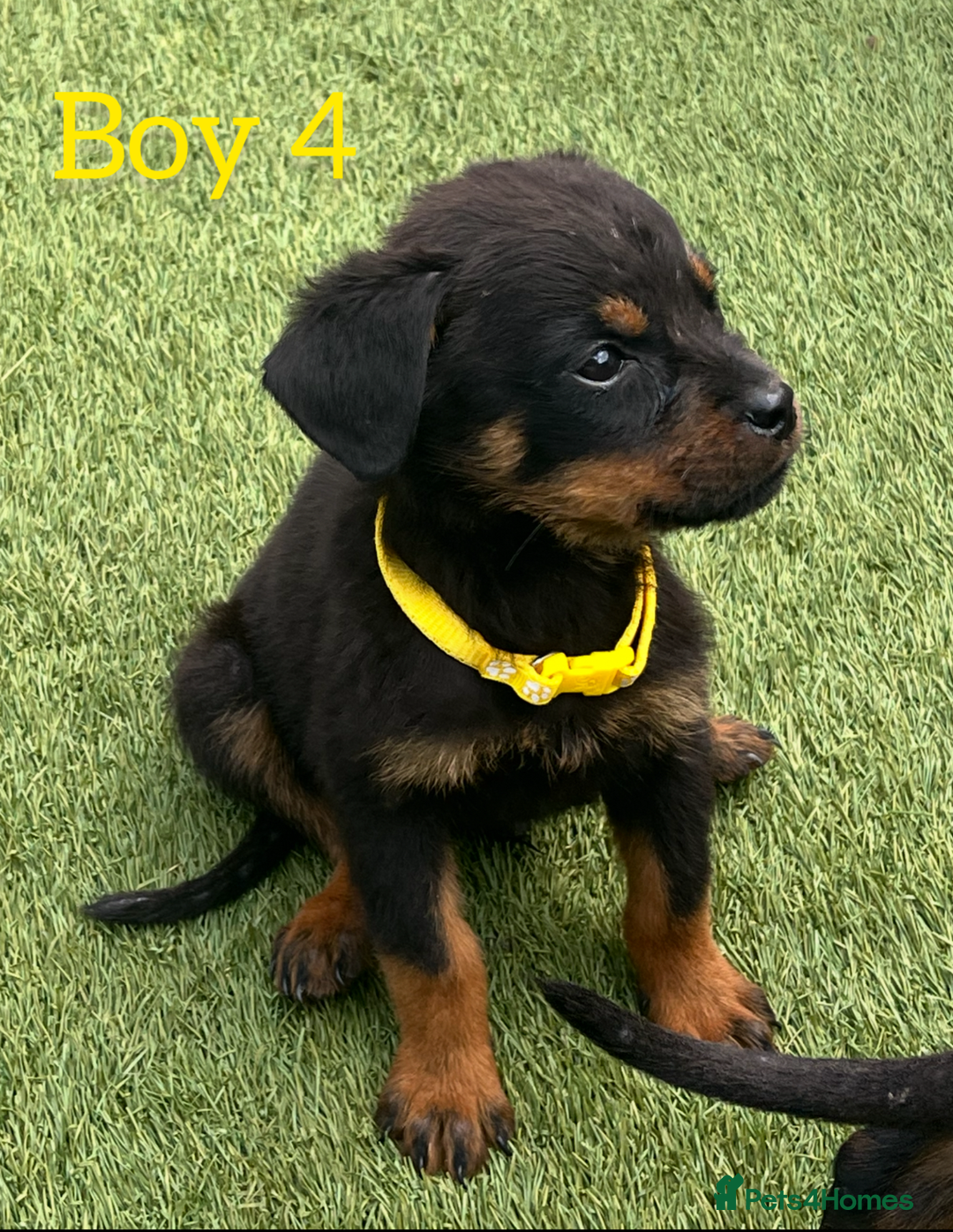 Rottweiler dogs for sale: 6 beautiful Rottweiler puppies for sale  - Image 6