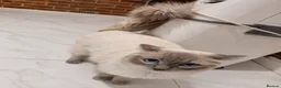 Ragdoll cats for stud: GCCF Blue point Ragdoll stud - Advert 3