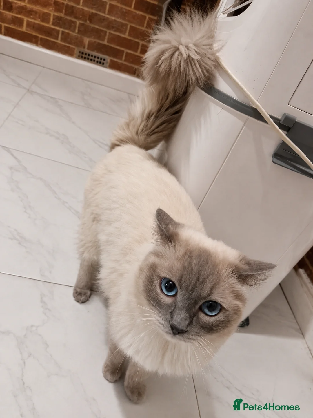 Ragdoll cats for stud: GCCF Blue point Ragdoll stud - Advert 3