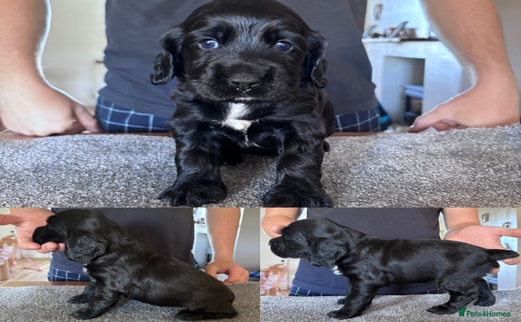 Sprocker dogs - Advert 14