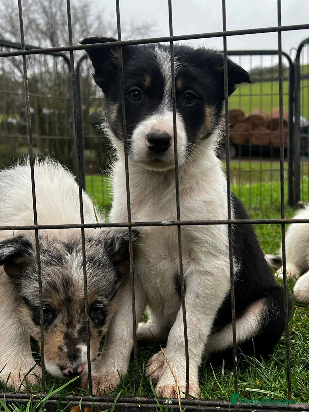 Border Collie dogs for sale: 5 Beautiful Blue Merle Border Collie Puppies - Advert 25