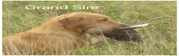 Labrador Retriever dogs for sale: Stunning KC pups,health tested parents&manyFTCH/Ws in Mansfield - Advert 14