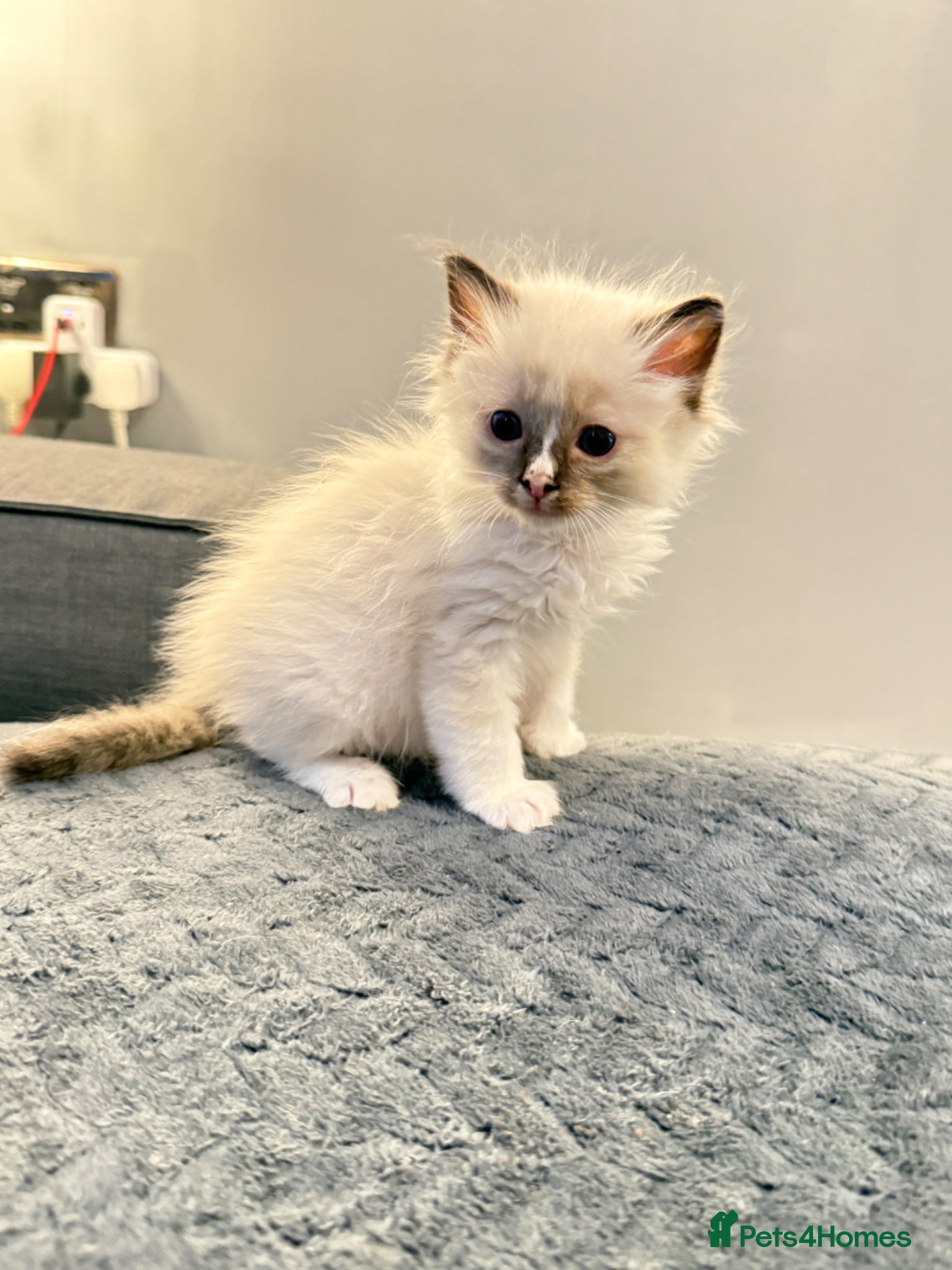 Ragdoll cats *** 3 Beautiful Pure Ragdoll Kittens left *** - Advert 7