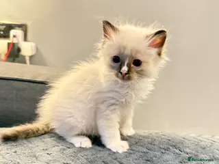 Ragdoll cats *** 3 Beautiful Pure Ragdoll Kittens left *** - Advert 7