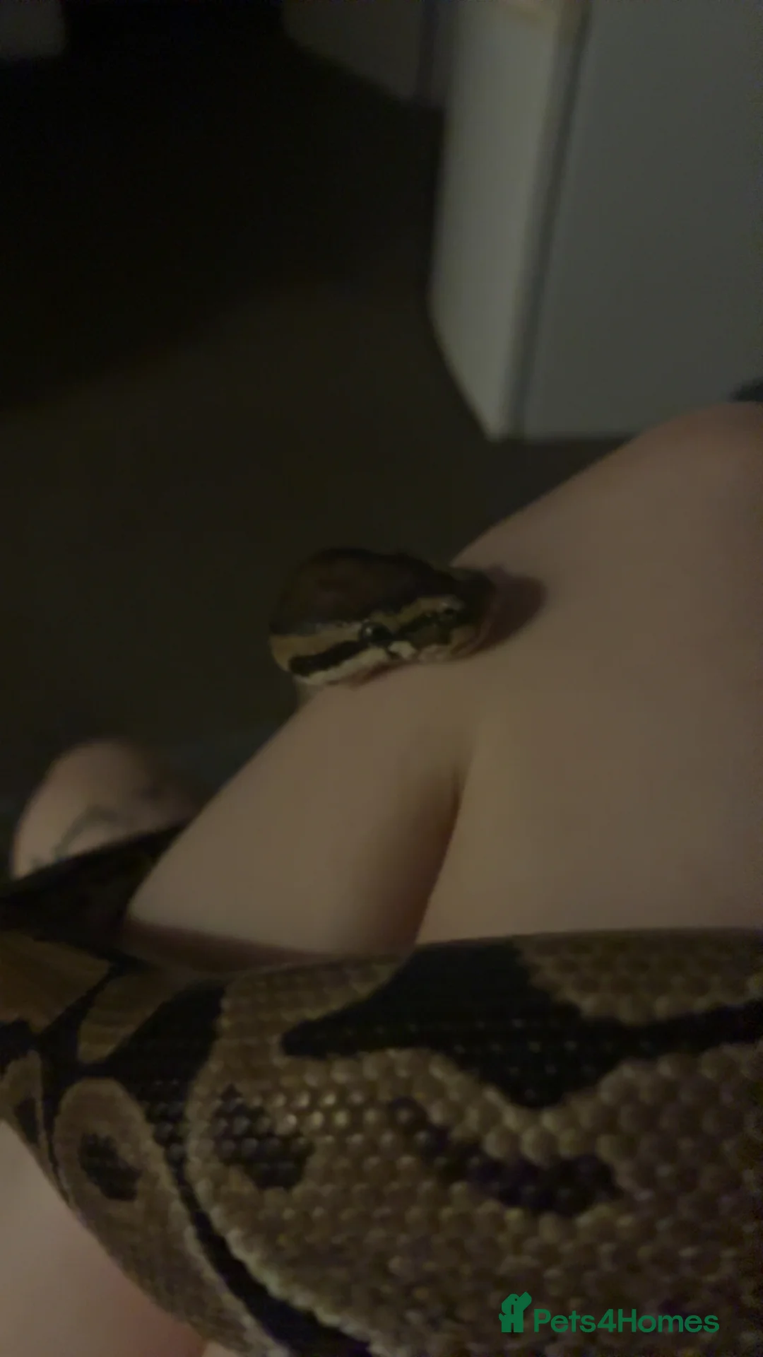 Python Snake reptiles for sale: Male ball python  in Dereham - Advert 5