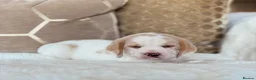 Beagle dogs for sale: STUNNING KC 5 GEN TRI COLOUR/TAN+WHITE BEAGLE PUPS - Advert 9