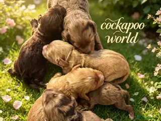 Cockapoo dogs DNA CLEAR, Stunning Cockapoos, Ready 30th October - Advert 6
