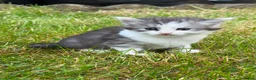 Mixed Breed cats for sale: Beautiful Long-Haired Kittens  - Advert 3