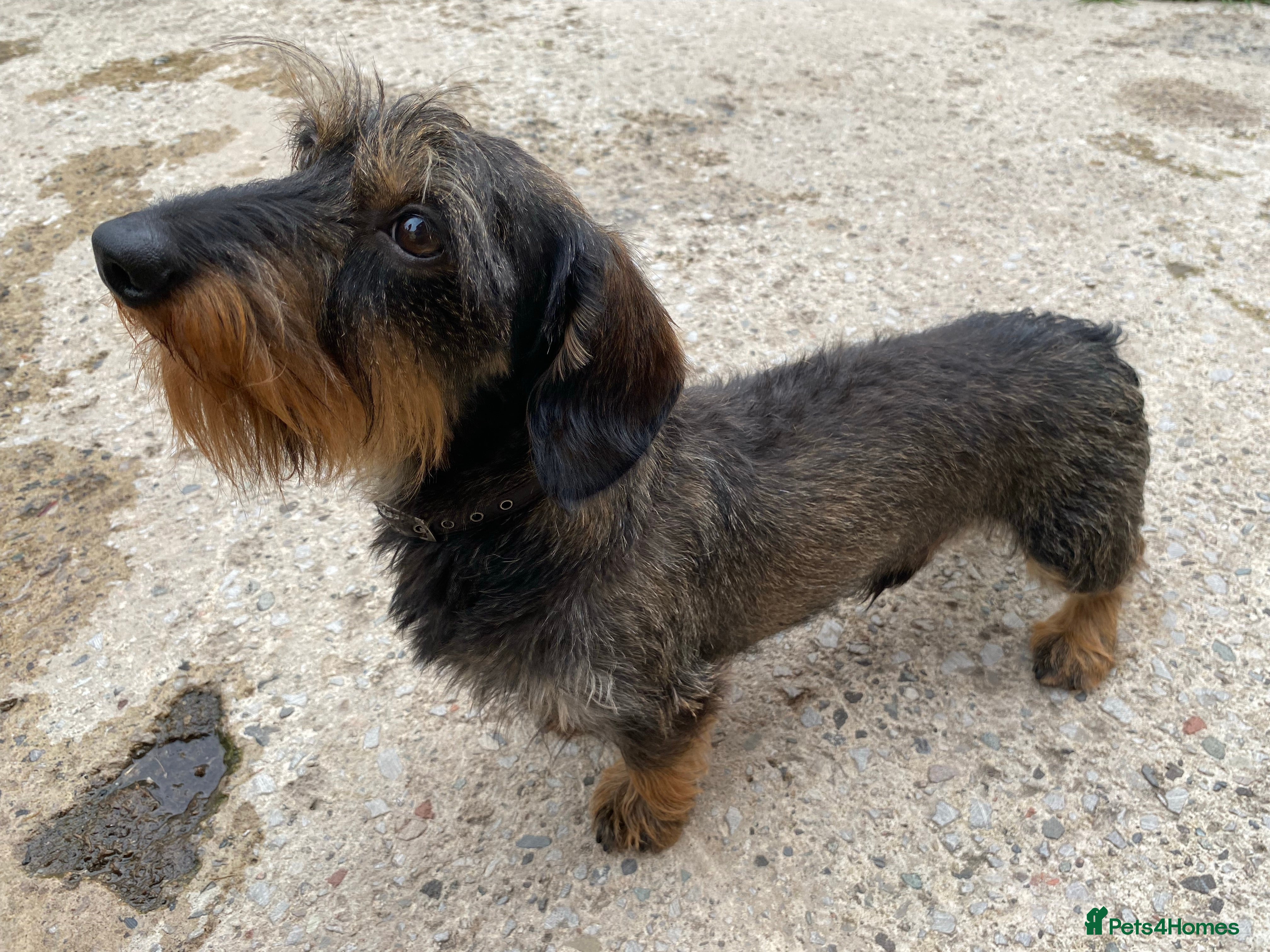 Miniature Dachshund dogs Miniature Wire Haired Dachshund Stud in Manchester - Advert 6