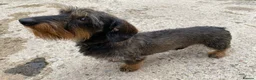 Miniature Dachshund dogs for stud: Miniature Wire Haired Dachshund Stud in Manchester - Advert 1