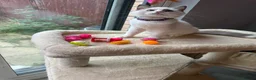 Ragdoll cats for sale:  TICA Quality Beautiful ragdoll kittens 😻🌟 - Advert 9