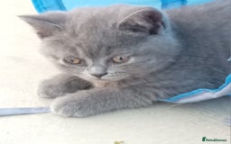 British Shorthair cats for sale: Beautiful British short-hair kittens  - Image 6