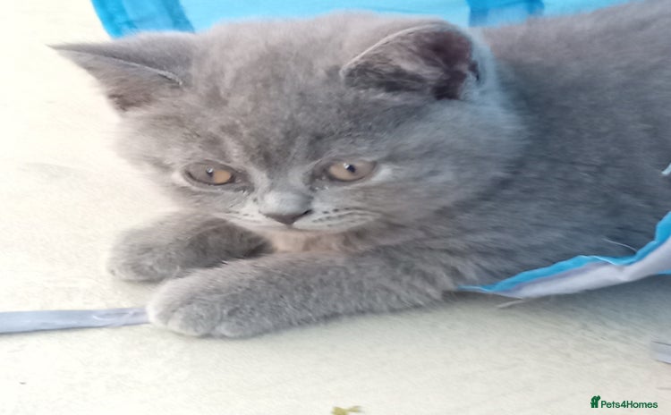 British Shorthair cats - Advert 6
