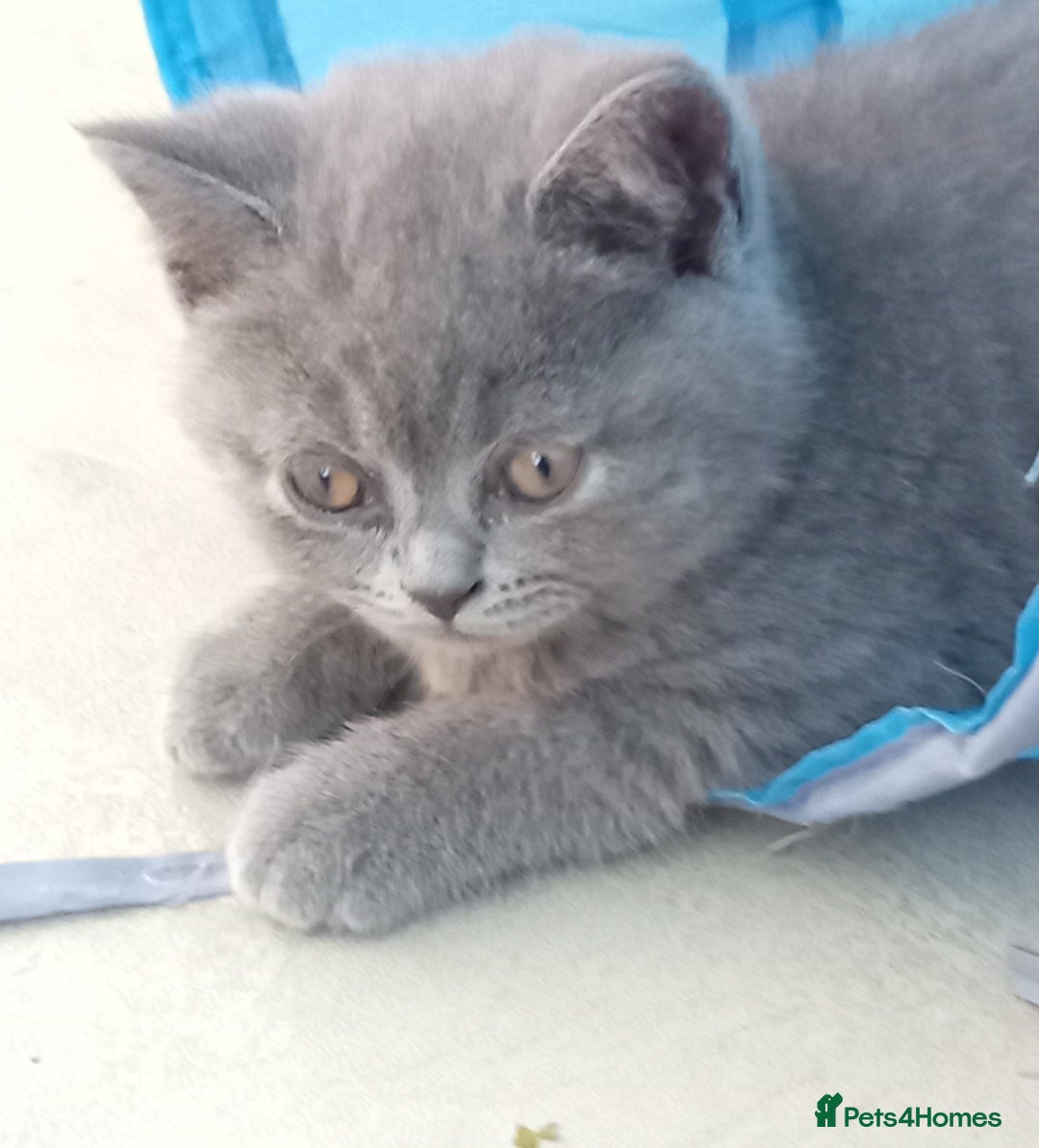 British Shorthair cats for sale: Beautiful British short-hair kittens  - Image 6