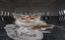 Domestic Shorthair cats for sale: Can you offer baby Gingerbread a home? - Advert 1