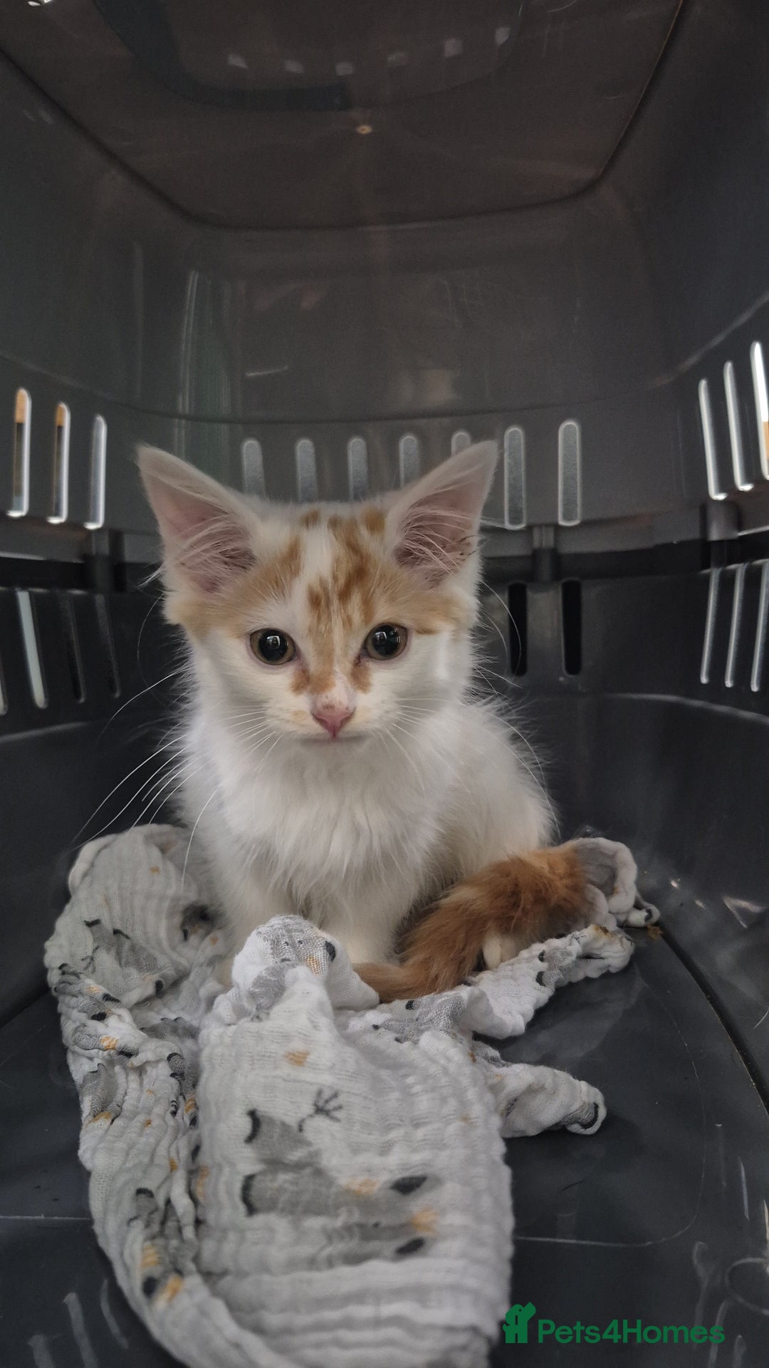 Domestic Shorthair cats for sale: Can you offer baby Gingerbread a home? - Advert 1