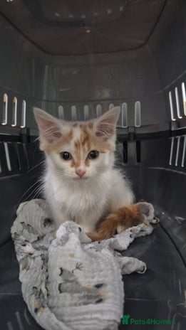 Domestic Shorthair cats Can you offer baby Gingerbread a home? - Advert 1