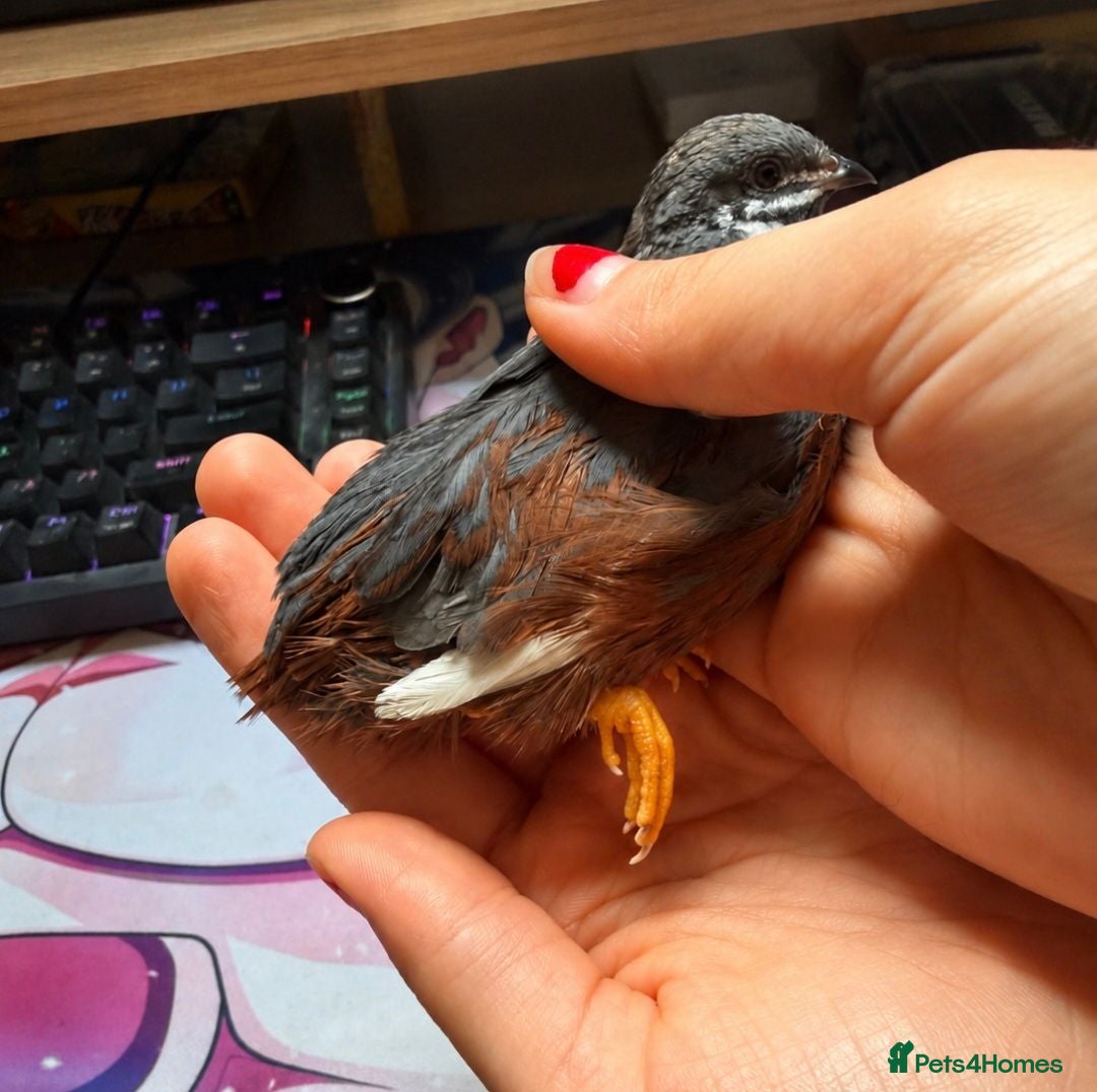 Quail poultry "Normal" type Chinese painted quail (button quail) - Advert 3
