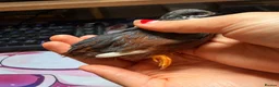 Quail poultry for sale: "Normal" type Chinese painted quail (button quail) in Sleaford - Advert 1