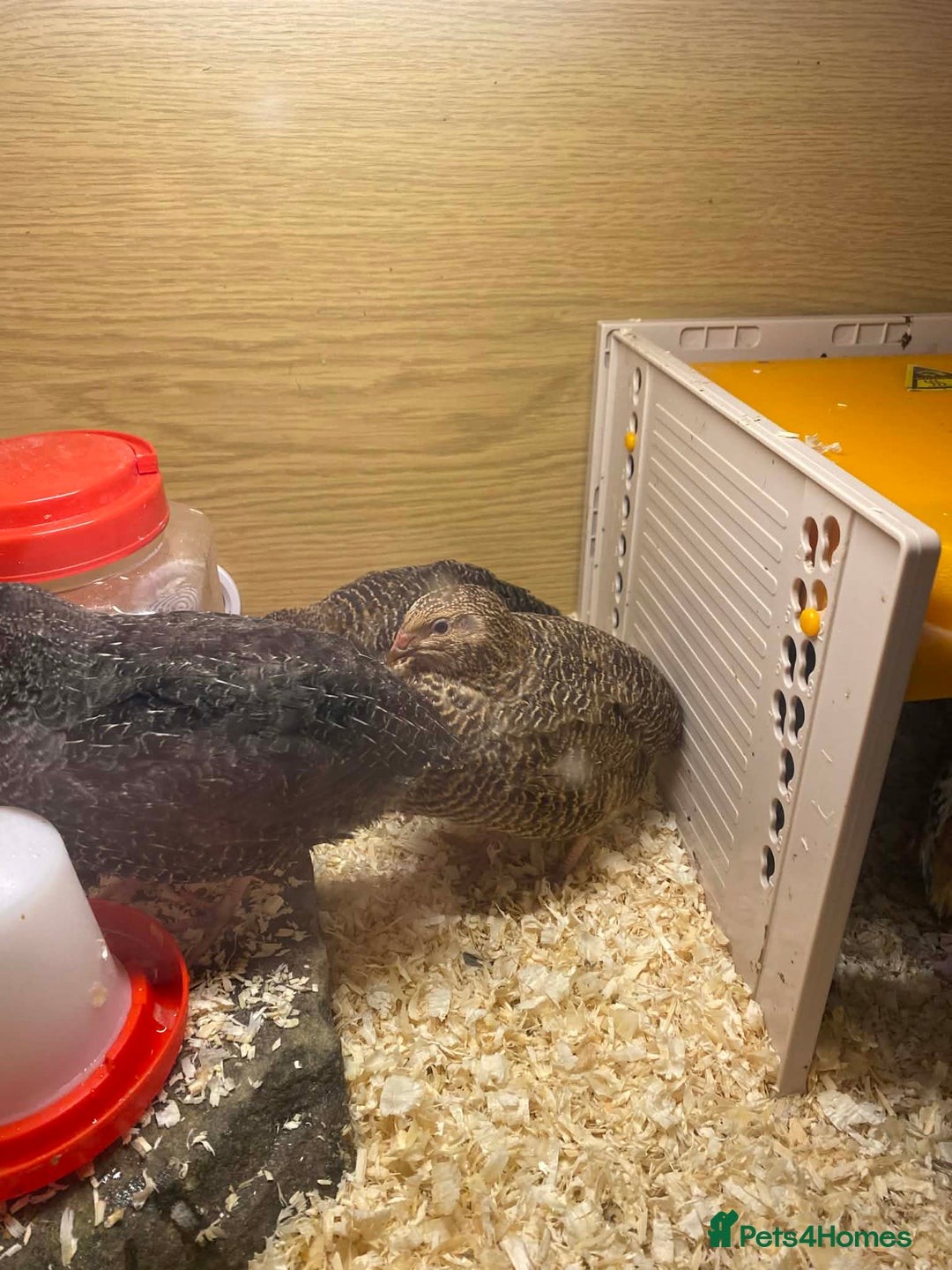 Mixed Breed birds for sale: Cortex Quails - Mixed Male & Female - Advert 5