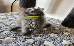 Maine Coon cats for sale: 🔥*Stunning Litter of 8💎Solid Blue Maine Coon*🔥  - Image 27