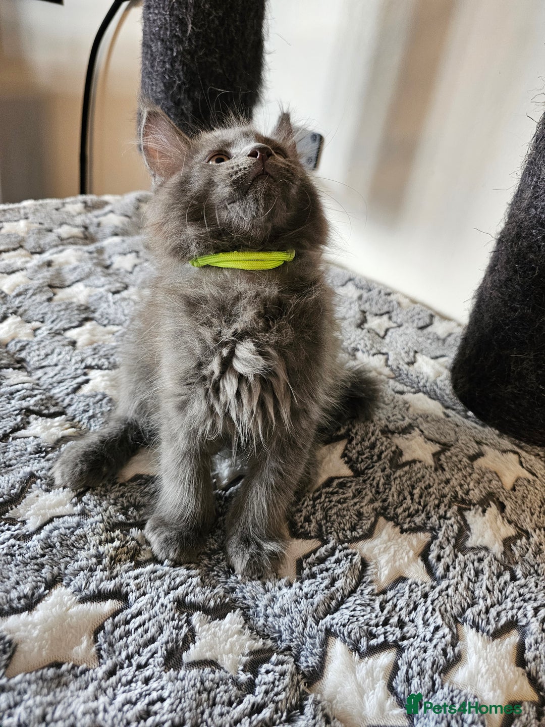 Maine Coon cats for sale: 🔥*Stunning Litter of 8💎Solid Blue Maine Coon*🔥  - Image 27