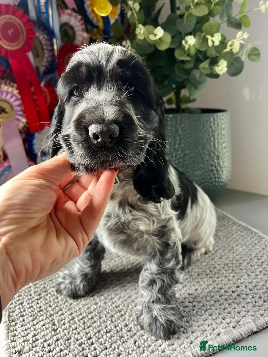 Cocker Spaniel dogs for sale: Ready now KC Cocker Spaniel Boy - Advert 1